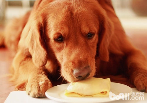 狗狗爱吃甜食有哪些作用