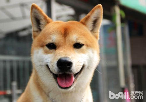 柴犬是全天下最快乐的小狗吗？
