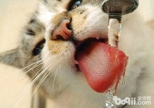 猫咪饮水器的效率及运用办法