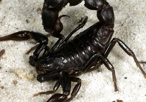 蝎子成活率矮的问题有哪些