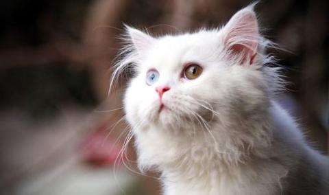 为什么没有能购蓝眼白猫