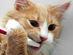 猫咪须要刷牙吗