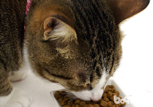 暮年猫吃什么猫粮比拟佳？