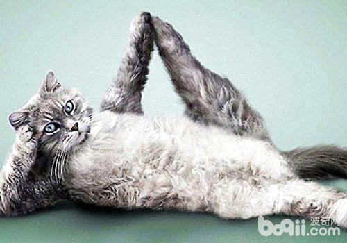 瑜伽：猫咪健身新方式