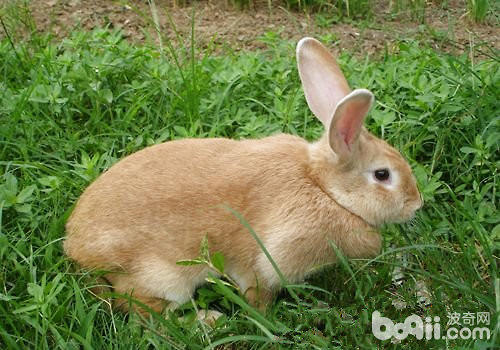 搞草关于于兔兔的要害性