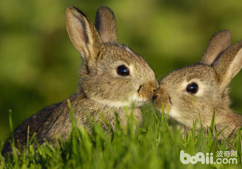 兔子不妨不吃兔粮吗