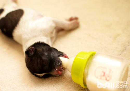 搞吃狗奶粉滋味更佳？