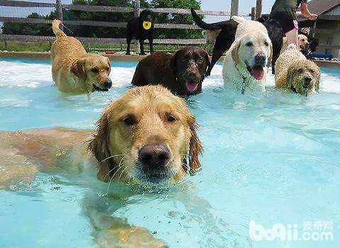 狗狗泅水时的注重事项都有哪些？