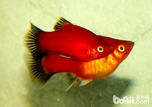 红月光鱼种类引睹 红月光鱼豢养办法