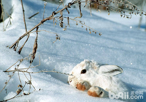 冬季怎么样养出健壮兔兔