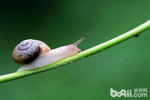 蜗牛是益虫仍旧害虫
