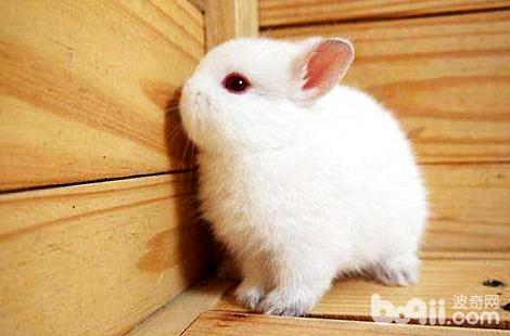 最小的兔子波兰兔佳养吗？要怎样豢养？