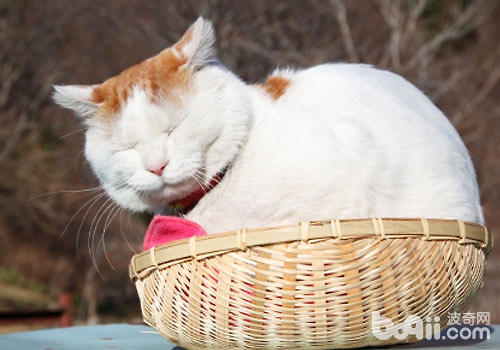 哀伤的小说:猫咪为什么吃多长不肥?