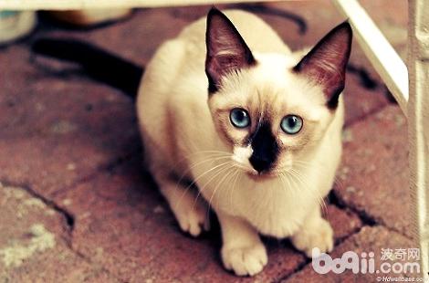 暹罗猫为什么喜佳避在沙发底下？