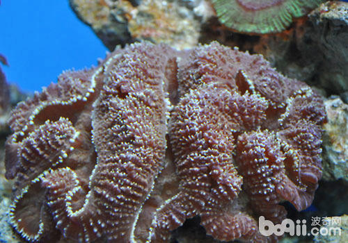 水族箱中珊瑚的成长