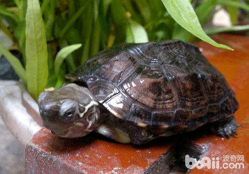 草龟最符合的豢养水位是几？