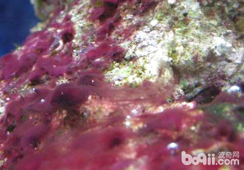 海水缸红泥藻的处置及防治办法