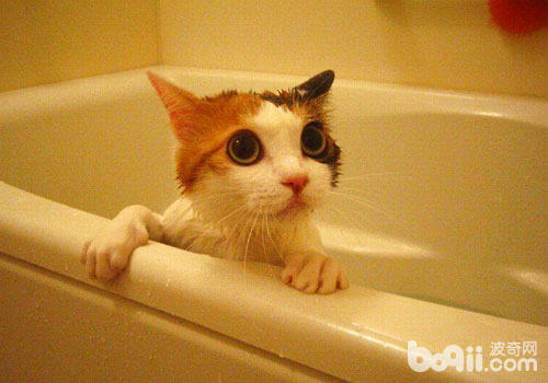 怎样样让猫咪在沐浴时宁静下来