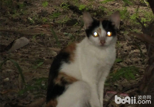 猫咪眼睛的神秘——为什么晚上猫咪眼睛会发光？
