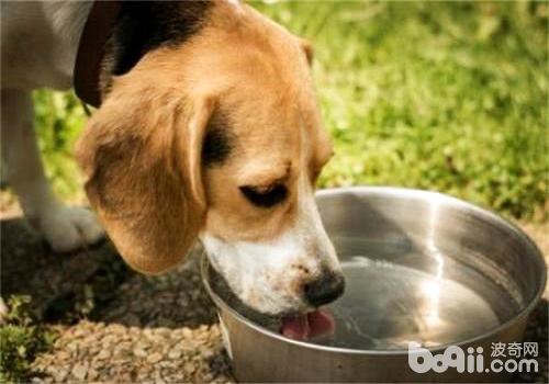 狗狗饮水的注沉事项都有哪些？