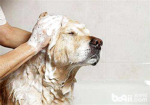 狗狗没有符合沐浴的状况都有哪些