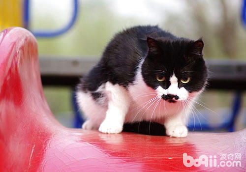 健壮养猫法：没有仅长命，还能成网红？
