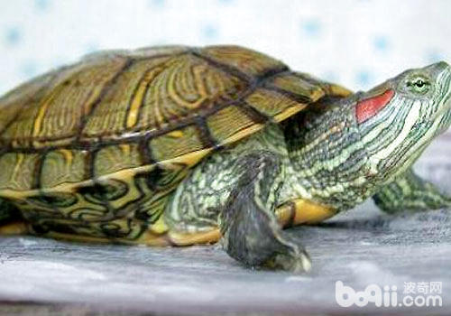 日光关于巴西红耳龟的豢养特殊要害？