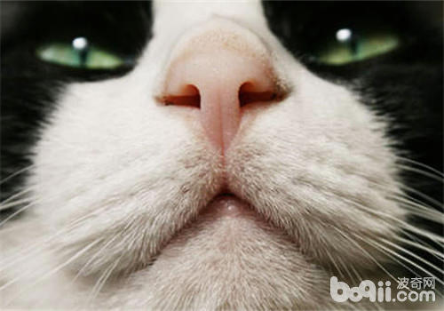 能否猫咪鼻子搞便表示着抱病？