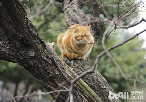 快过年了，不要让猫咪受鞭炮声效率