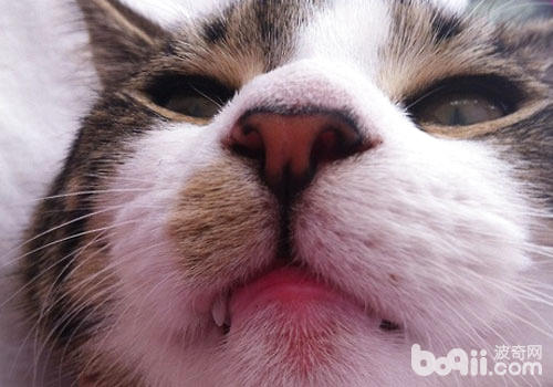  猫咪嘴唇用处感觉？