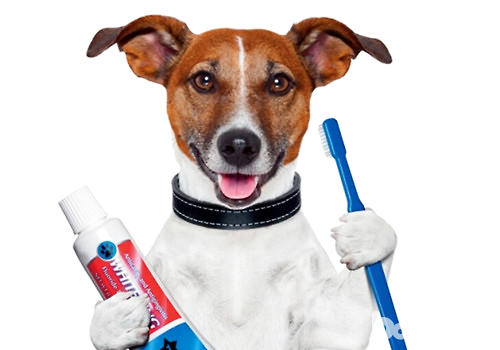 必定要给狗狗用狗狗牙膏么？