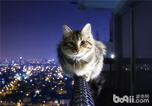 为什么猫咪喜佳待在高处？