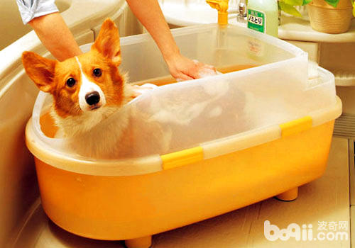 狗狗沐浴液运用没有当有什么效率