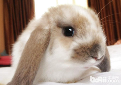 甜食闭于兔子有什么效率