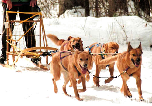 除了雪橇三傻，其余六种鲜为人知的雪橇犬
