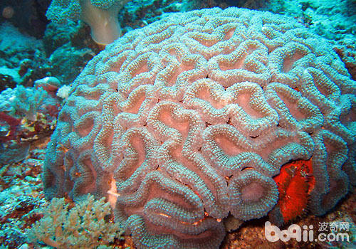 脑珊瑚的品种及豢养