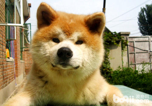 秋田犬没有只是是网红，仍旧一只可瞅家的网红哦！