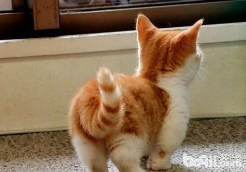 猫咪的尾巴能证明许多问题