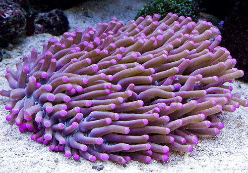 长须飞盘珊瑚的一些常识