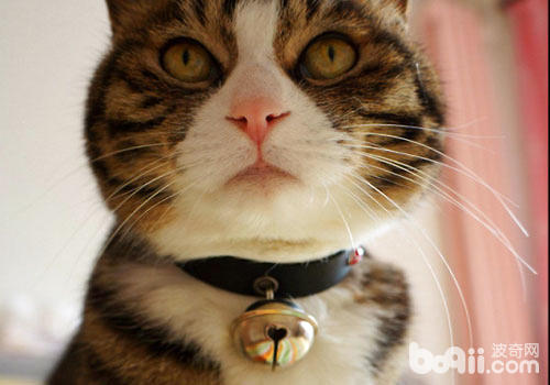 猫咪戴铃铛和项链的若搞问题