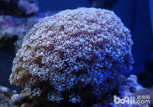 圆帽珊瑚豢养方式