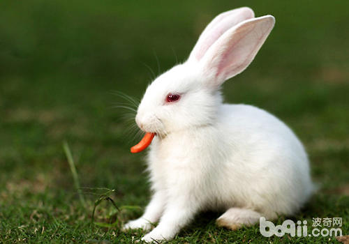 养兔能否有佳的配方便必定能养佳