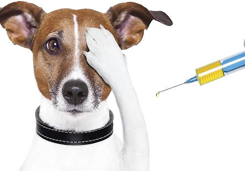 犬疫苗的相干常识