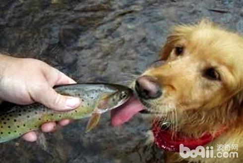 狗狗不妨吃海鲜吗 