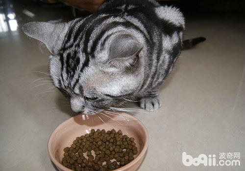 猫咪靠味觉辨别有害食物？
