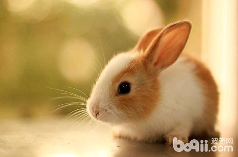 兔子的鼻子为什么会一再抽动？
