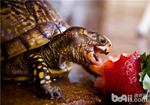 陆龟天天该当吃几食物？