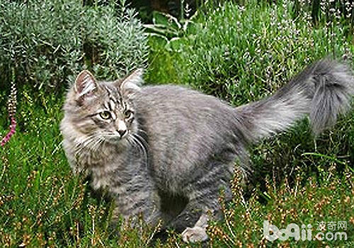 声名在外的西伯利亚丛林猫