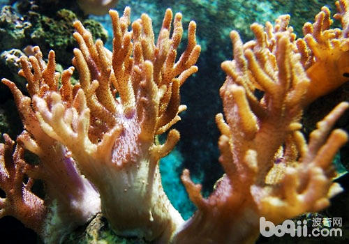 水族箱中的珊瑚是怎样成长的？