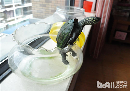 水龟豢养东西之怎么样采用龟缸